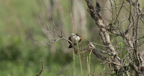 White-headed buffalo weaver Stock Footage 138068740