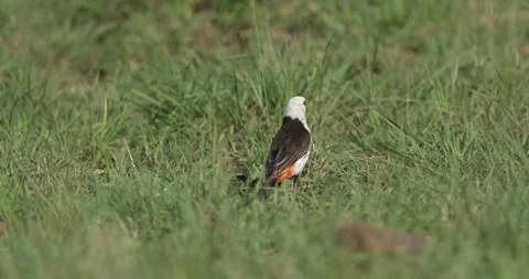 White-headed buffalo weaver Vídeos de archivo 138068959