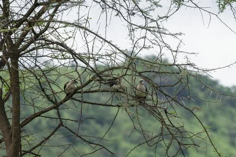White-Headed Buffalos sitting on a tree branch. Foto stock