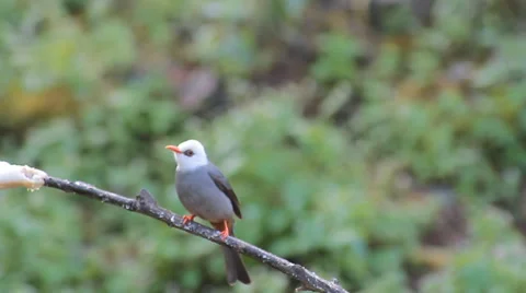 White headed Bulbul Stock Footage 48171573