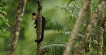 White-headed Capuchin, black monkey in tropic forest. Stockbeeldmateriaal 85843524