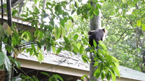 White-headed capuchin, Cebus capucinus,  white-faced capuchin 스톡 동영상 41897542