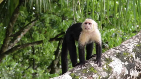 White-headed capuchin, Cebus capucinus,  white-faced capuchin 스톡 동영상 41897618