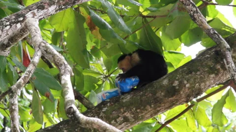 White-headed capuchin, Cebus,  white-faced eat junk food 스톡 동영상 41897745