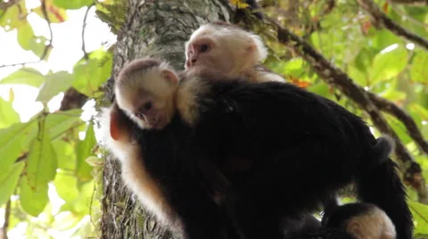 White-headed capuchin, Cebus,  white-faced with puppy 스톡 동영상 41898053
