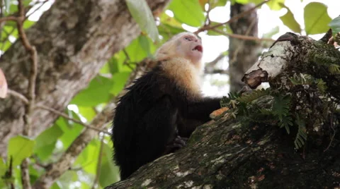 White-headed capuchin, Cebus,  white-faced 스톡 동영상 41898116