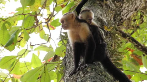 White-headed capuchin, Cebus  white-faced with puppy 스톡 동영상 41898256