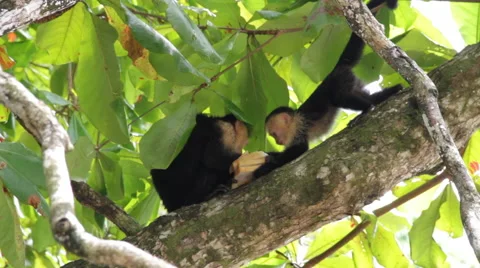 White-headed capuchin, Cebus,  white-faced 스톡 동영상 41898406