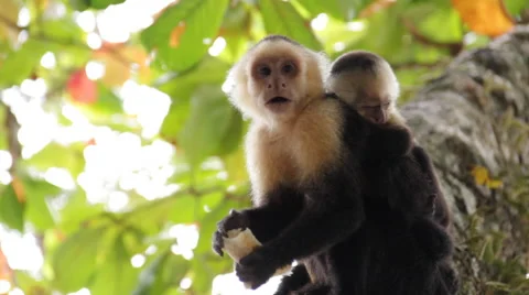 White-headed capuchin, Cebus,  white-faced - with puppy 스톡 동영상 41898723