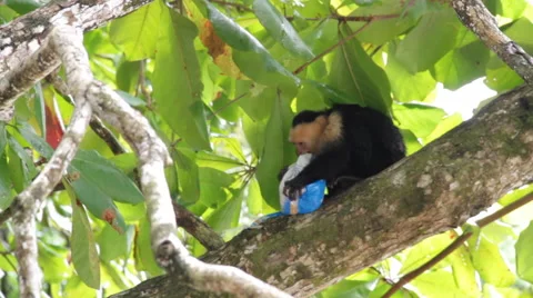 White-headed capuchin, Cebus,  white-faced 스톡 동영상 41900300