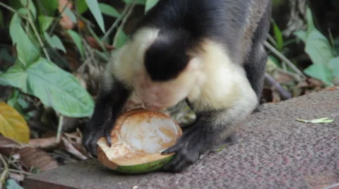 White-headed Capuchin Eats Coconut Stock Footage 59847319