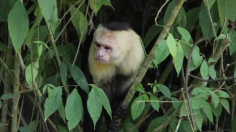 White-headed Capuchin Monkey 2 Stock Footage 59847423