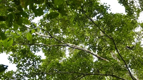 White-headed capuchin monkey jumping from one tree to another Video stock 123620342