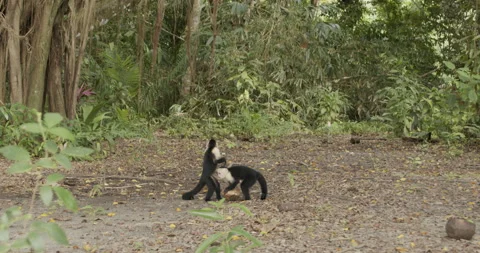 White-headed Capuchin Monkey Pair Monkeys Drinking Water froom Coconut Vídeo Stock 148604442