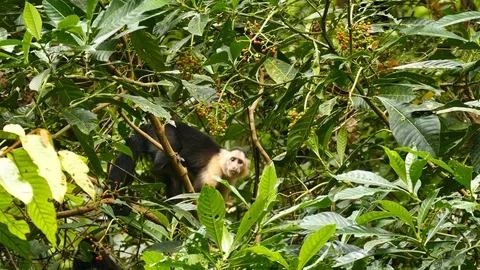 White headed capuchin monkey in Panama peaking and fleeing Stock Footage 91947992