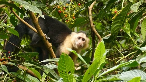 White headed capuchin monkey in Panama peaking and fleeing Stock Footage 123617981