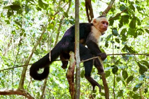 White Headed Capuchin Monkey Stock Photos