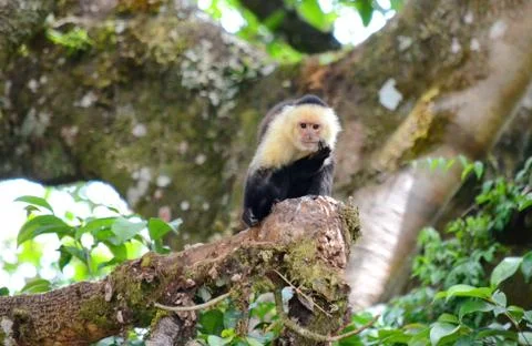 White-headed capuchin monkey Stock Photos