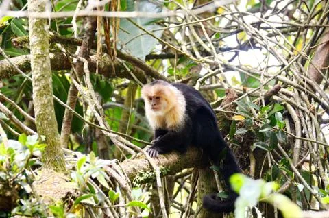 White-headed capuchin monkey Stock Photos