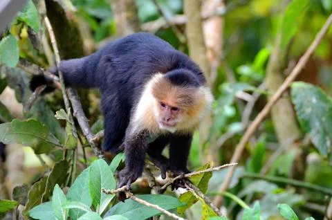 White-headed capuchin monkey Stock Photos