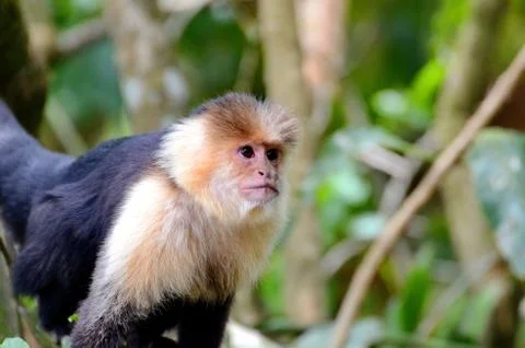 White-headed capuchin monkey Stock Photos
