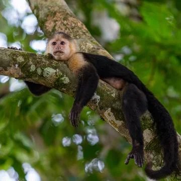 White-Headed Capuchin Monkey Resting on Branch in Tropical Jungle Stock Photos