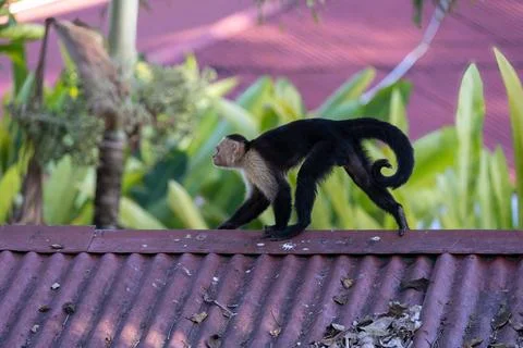 White-headed capuchin monkey on a rooftop (Cebus capucinus) Stock Photos