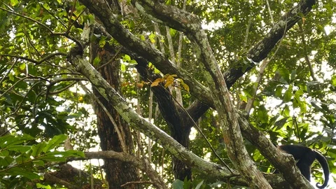 White-headed capuchin monkey walking up a large tree branch Stock-Footage 123619453