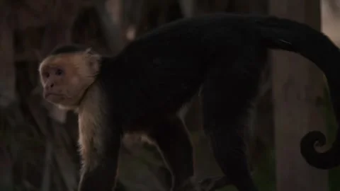 White headed capuchin monkey walking along stone wall at sunset in slow motio Stock Footage 337441098