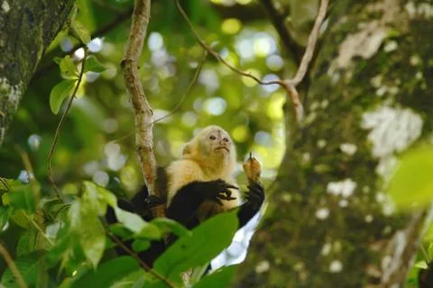 White-headed Capuchin sitting on tree branch in tropical rain forest, Costa R Stock Photos