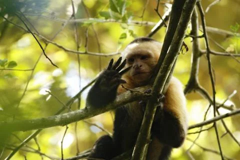 White-headed Capuchin sitting on tree branch in tropical rain forest, Costa R Stock Photos
