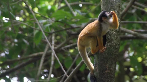 White-headed capuchin spider monkey Stock Footage 88412861
