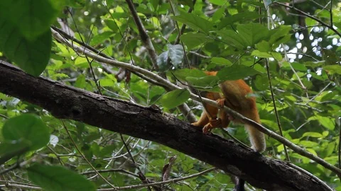 White-headed capuchin Spider monkey Stock Footage 88416947