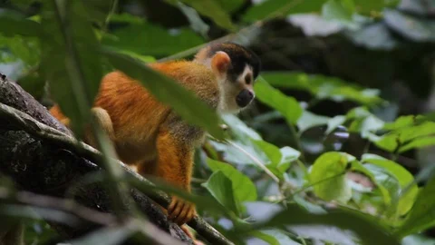 White-headed capuchin Spider monkey CU Stock Footage 88416987