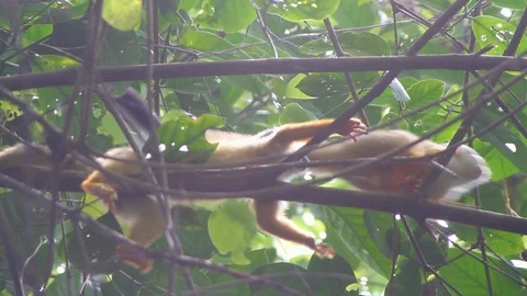 White-headed capuchin spider monkeys play Stock Footage 88412957