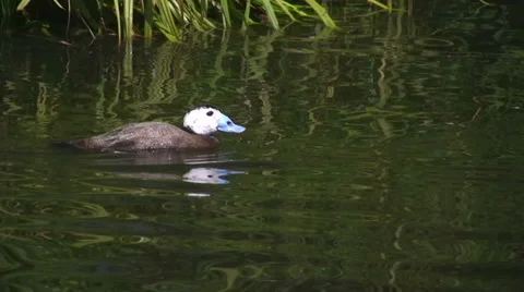 White headed duck Stock Footage 34050077