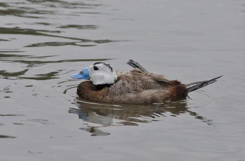 White headed duck Fotos de archivo