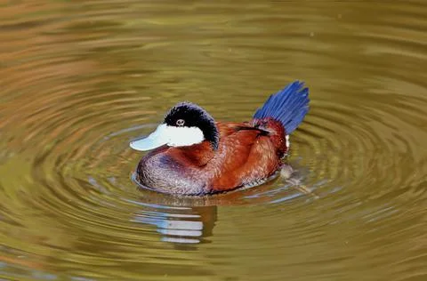 White-headed duck Stock Photos
