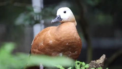 White-headed duck on tree branch 스톡 동영상 338011589