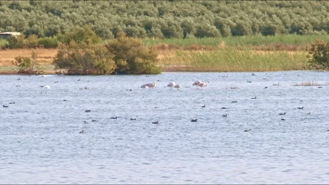 White-headed ducks (malvasía) next to coots, flamingos and other birds at lagoon Stock Footage 144403032