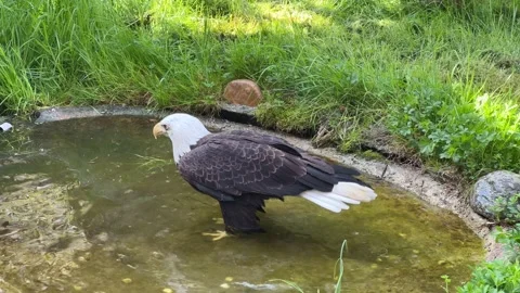 White-headed Eagle Bathing in Water - Captivating Wildlife Footage Stock Footage 239074070