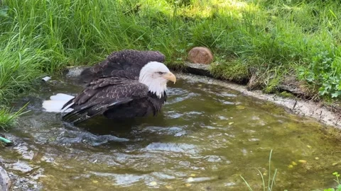White-headed Eagle Bathing in Water - Captivating Wildlife Video Footage Stock Footage 239074161