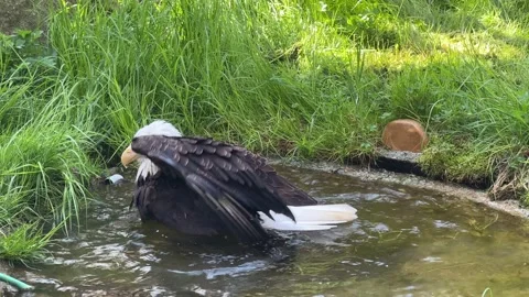 White-headed Eagle Bathing in Water - Captivating Wildlife Footage. Stock Video  Stock Footage 239074365