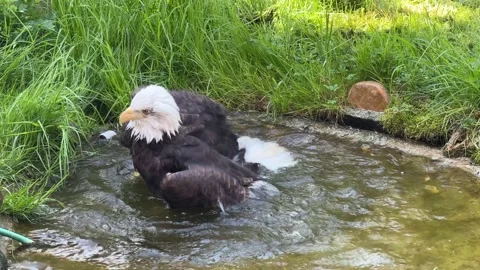 White-headed Eagle Bathing in Water - Captivating Wildlife Footage. 4K Video  Stock Footage 239074385