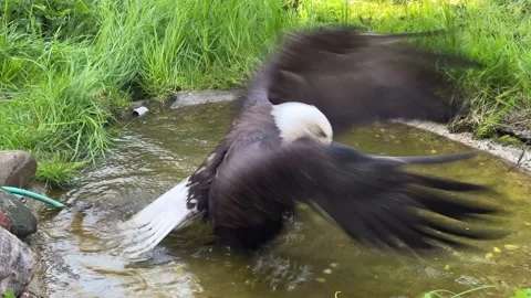 White-headed Eagle Bathing in Water - Captivating Wildlife Video  Stock Footage 239074765