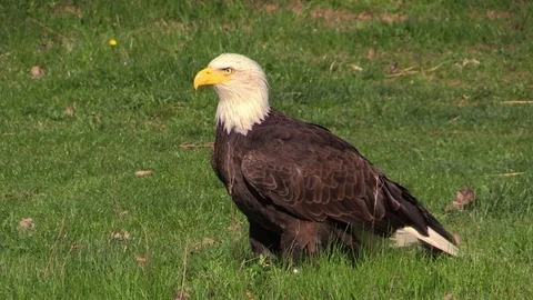 The white-headed eagle Stock Footage 81532157