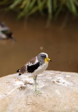 White-headed lapwing called Vanellus albiceps Stock Photos