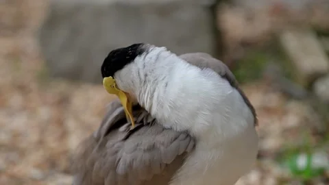 White-headed Lapwing Stock Footage 315175821