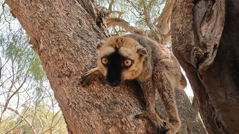 White-headed lemur Eulemur albifrons on tree, 4K video footage Stock Footage 220945523