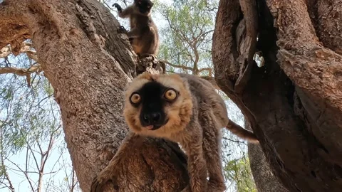 White-headed lemur Eulemur albifrons on tree, 4K video footage Stock Footage 220949489